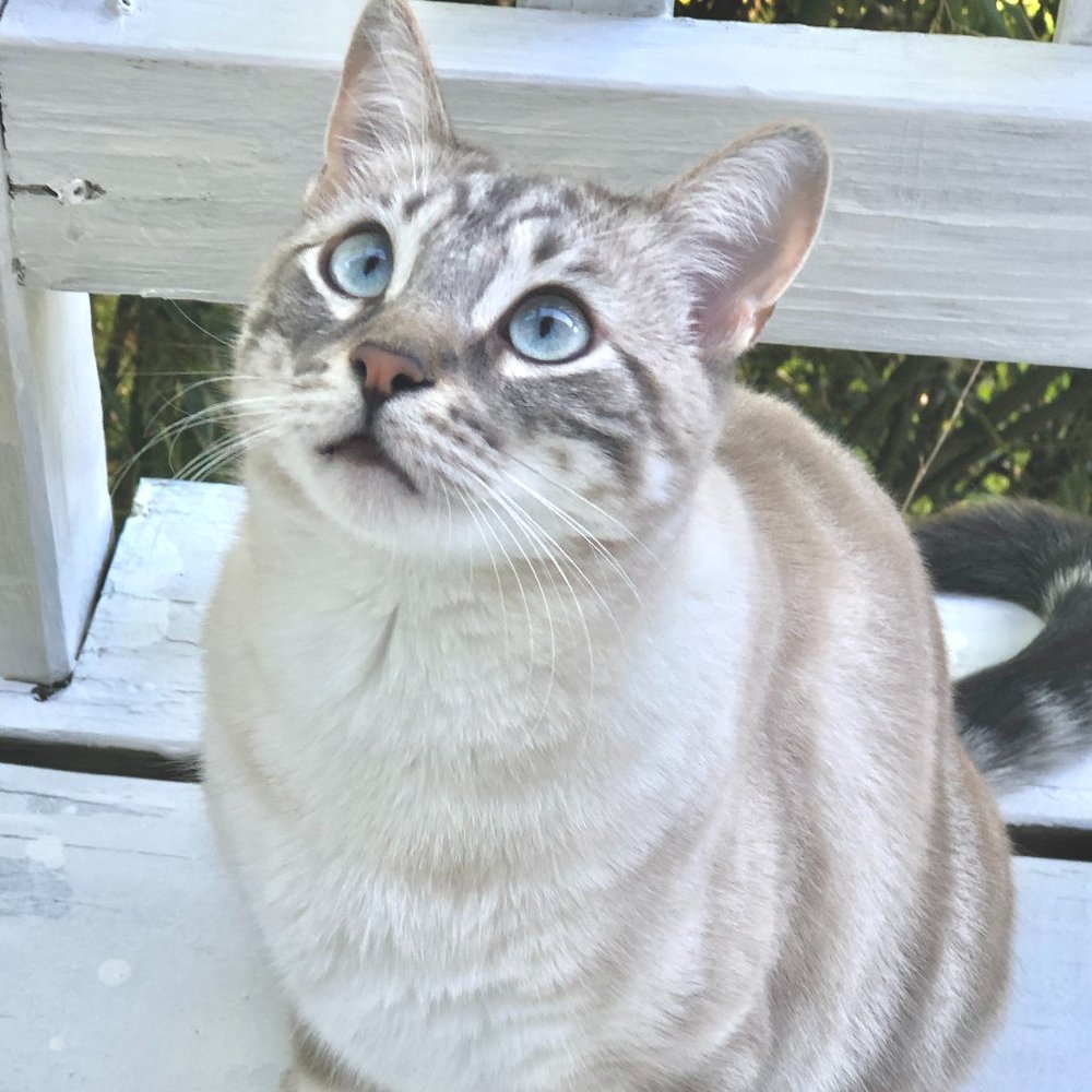 Meet your Posher, Katarina